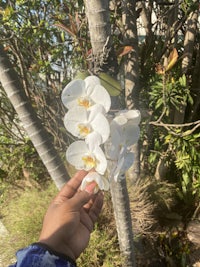 a person holding a white orchid on a tree branch