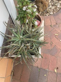 a potted aloe plant on a brick walkway